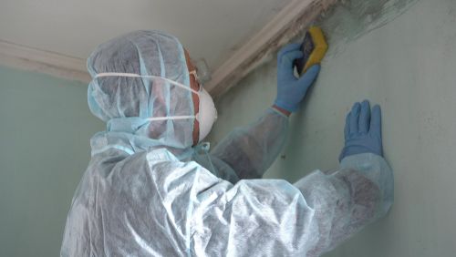 Mold Testing & Mold Remediation Frequently Asked Questions (Mold FAQ)